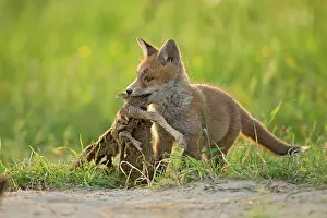 Fribourg: Red fox (Vulpes vulpes ) young eating, Country