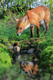 Sigmaringen: Red fox (Vulpes vulpes), young fox drinks water