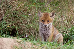 Foxs: Red fox (Vulpes vulpes), young fox at fox's den