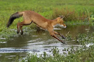 Waterdrop: Red fox (Vulpes vulpes), Young fox jumps over a