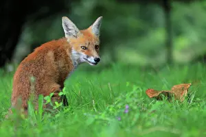 Sigmaringen: Red fox (Vulpes vulpes), young fox sitting in the