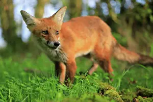 Sigmaringen: Red fox (Vulpes vulpes), young fox standing on grass