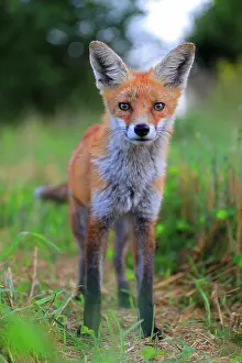 Stubble: Red fox (Vulpes vulpes), young fox standing in harvested