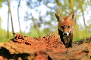 Sigmaringen: Red fox (Vulpes vulpes), young fox on tree trunks