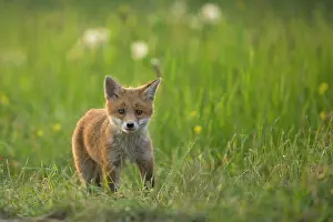 Fribourg: Red fox (Vulpes vulpes ) young in grass, Country
