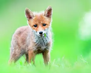 Slovakia: Red fox (Vulpes vulpes) young in the grass, Slovakia