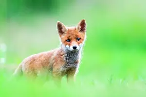 Slovakia: Red fox (Vulpes vulpes) young in the grass, Slovakia
