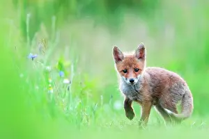 Slovakia: Red fox (Vulpes vulpes) young in the grass, Slovakia
