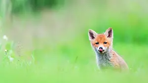 Slovakia: Red fox (Vulpes vulpes) young in the grass, Slovakia