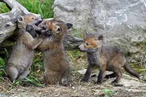 Comt: Red fox (Vulpes vulpes) young playing, Doubs, Franche-Comt&