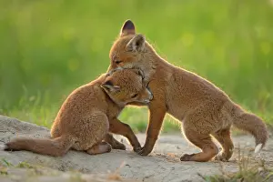 Fribourg: Red fox (Vulpes vulpes ) young playing, Country