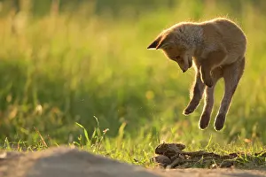 Fribourg: Red fox (Vulpes vulpes ) young playing, Country