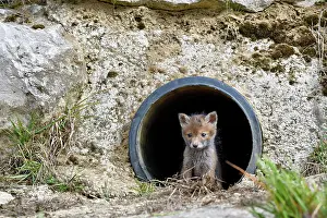 Pipe: Red fox (Vulpes vulpes) young in a rainwater pipe