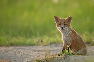 Fribourg: Red fox (Vulpes vulpes ) young sitting, Country