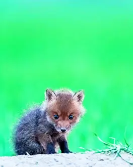 Slovakia: Red fox (Vulpes vulpes) young, Slovakia