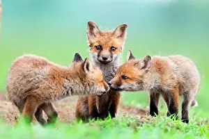 Slovakia: Red fox (Vulpes vulpes) youngs playing in the grass
