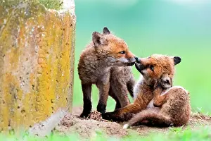 Slovakia: Red fox (Vulpes vulpes) youngs playing in the grass