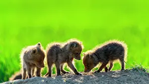 Slovakia: Red fox (Vulpes vulpes) youngs playing, Slovakia