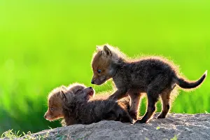 Slovakia: Red fox (Vulpes vulpes) youngs playing, Slovakia