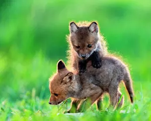 Slovakia: Red fox (Vulpes vulpes) youngs playing, Slovakia