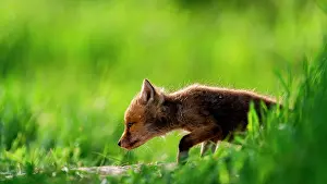 Slovakia: Red fox (Vulpes vulpes) youngs playing, Slovakia