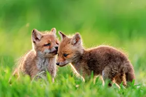 Slovakia: Red fox (Vulpes vulpes) youngs playing, Slovakia