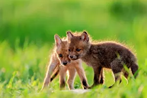 Slovakia: Red fox (Vulpes vulpes) youngs playing, Slovakia