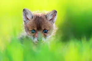 Slovakia: Red fox (Vulpes vulpes) youngs playing, Slovakia