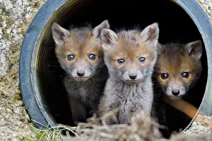 Pipe: Red fox (Vulpes vulpes) youngs in a rainwater pipe