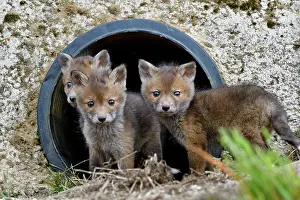 Pipe: Red fox (Vulpes vulpes) youngs in a rainwater pipe