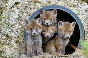 Pipe: Red fox (Vulpes vulpes) youngs in a rainwater pipe