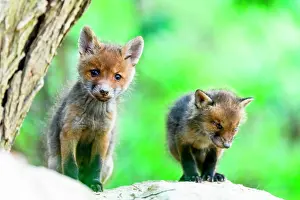 Litters: Red fox (Vulpes vulpes) youngs, Slovakia