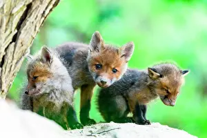Litters: Red fox (Vulpes vulpes) youngs, Slovakia