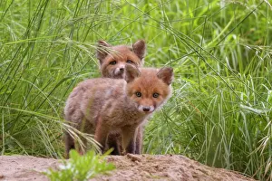 Litters: Red fox (Vulpes vulpes) youngs a few weeks old in