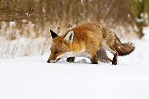 Sniff: Red Fox - walking in snow