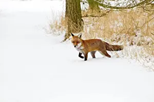 Brian Bevan: Red Fox - walking in snow