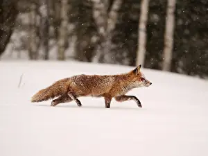 040319: Red Fox-walking across a snow covered meadow, Czech