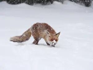 040319: Red Fox-walking across a snow covered meadow, Czech