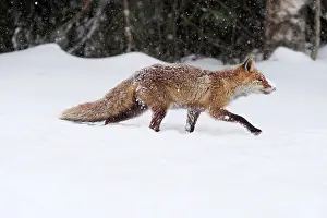 040319: Red Fox-walking across a snow covered meadow, Czech
