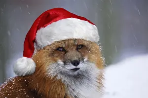 Red Fox in wearing Christmas hat in winter snow