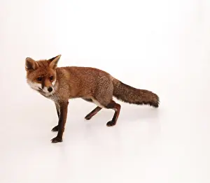 Andy Teare: RED FOX - white background