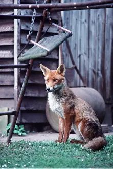 Ian Beames: RED FOX - wild, in garden