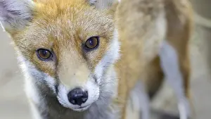 Birmingham: Red fox - wild urban vixen - Birmingham UK