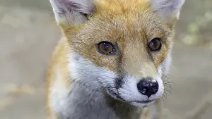 Birmingham: Red fox - wild urban vixen - Birmingham UK