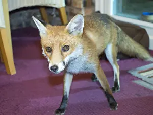 Coming: Red fox - wild urban vixen coming into house -
