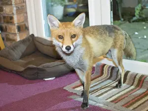 Birmingham: Red fox - wild urban vixen coming into house - Birmingham