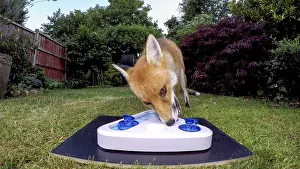 Treat: Red fox - wild urban vixen with dog treat toy -