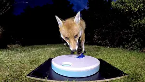 Treat: Red fox - wild urban vixen with dog treat toy -