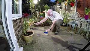 Photographer: Red fox - wild urban vixen being fed by the photographer