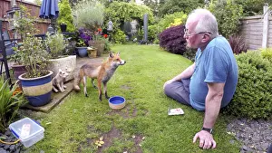 Photographer: Red fox - wild urban vixen being fed by the photographer